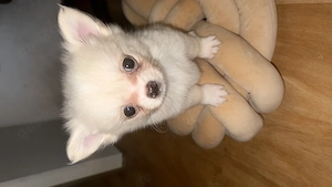 Pomchi weibchen 