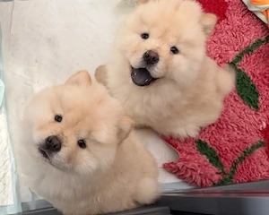 Chow chow welpen 