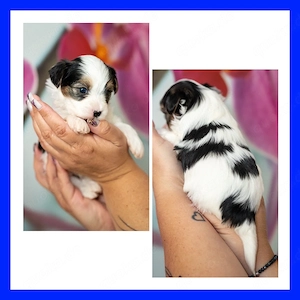 Biewer Yorkshire Terrier Welpen 