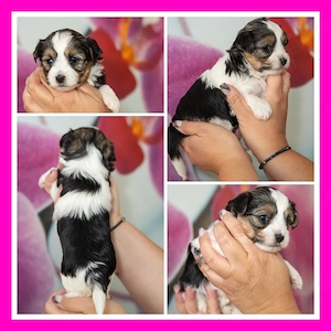 Biewer Yorkshire Terrier Welpen 