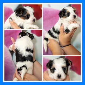 Biewer Yorkshire Terrier Welpen 
