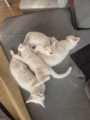 BKH-Mix Kitten