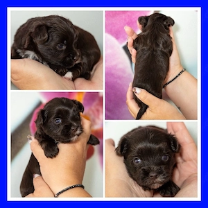 Yorkshire Terrier Welpen 
