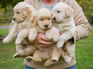 Golden retriever welpen 