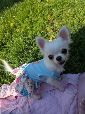 Exklusives Chihuahua-Mädchen Mini (bis max. 2 kg) inkl. VIP-Ausstattung & Garderobe
