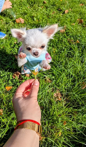 Wunderschönes Mini Chihuahua Mädchen mit komplettem Zubehör 