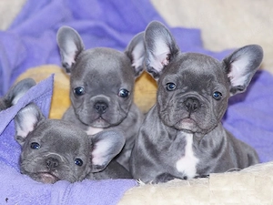 Französische bulldog Welpen