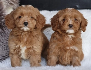 Cavapoo welpen