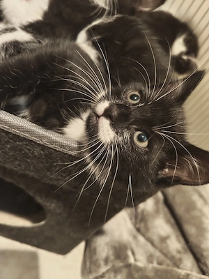 Kitten Mix EKH Main Coon abgabebereit 