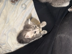 Rasse mix kitten abzugeben 