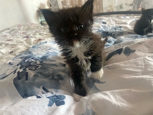 maine coon kitten (kater)