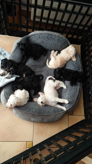 Zwergschnauzer Mix 