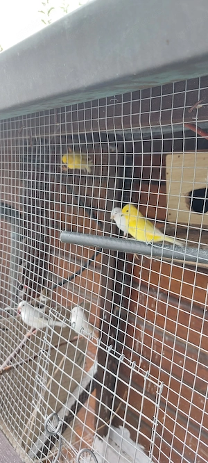 kanarien vögel Männlich weiß 25  weiblich weiß 30  015735900747  und WhatsApp 