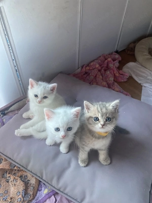 BKH Kitten - Blutgetestete Elterntiere