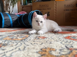 BKH Blue Point Kitten Abgabebereit