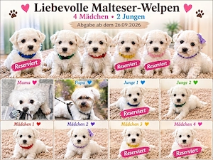 Liebevolle Malteser-Welpen   4 Mädchen & 2 Jungen