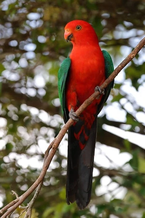 Australischer Königssittich