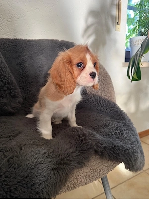 cavalier king cherles spaniel