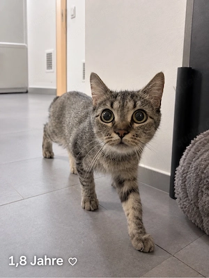 BKH Katzen Weibchen 