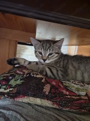 Bkh Mix Kitten 