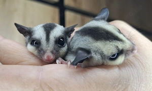 Sugar-Glider-Männchen 