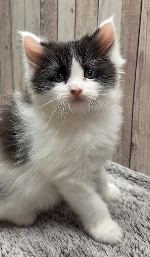 Maine Coon Kitten 