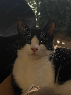 Süßer Kater sucht ein neues Zuhause