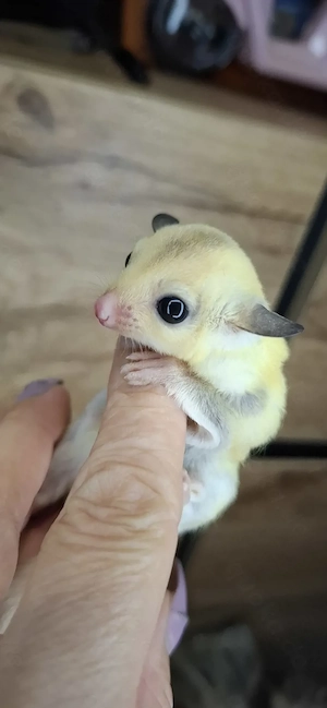 TPM sugar glider weiblich