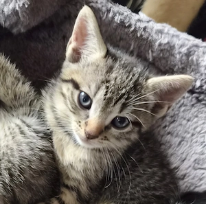 Kleiner kater