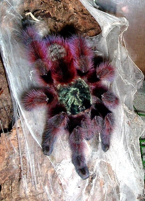 Caribena Versicolor 1FH Vogelspinne