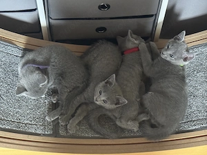  Wunderschöne Russisch- Blau Kitten suchen liebevolles Zuhause 