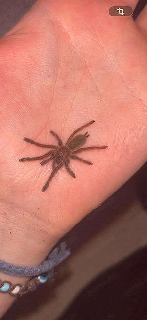 Petrinochilus murinus 5FH Vogelspinne