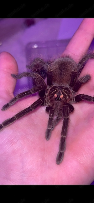Pamphobetheus Machala 0.1 Vogelspinne