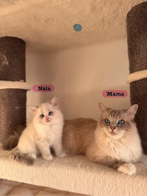 Zuckersüße reinrassige Ragdoll-Kitten