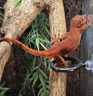 Rhacodactylus Auriculatus 