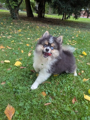Bildhübsche Pomsky's