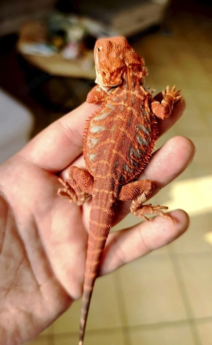 Bartagamen Extreme Red High Blue Tiger Hypo leatherback