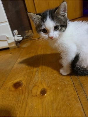 baby katzen 