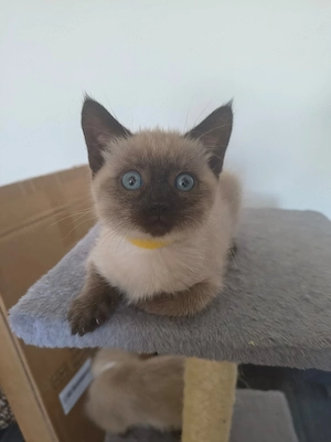 Junge Siamkatze sucht ein neues Zuhause 