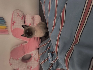Hübsche Siamkatze sucht neues Zuhause 
