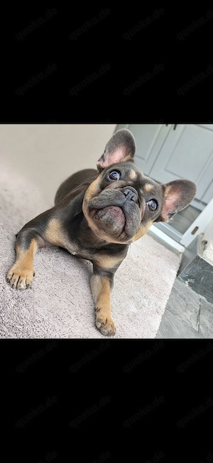Französische Bulldogge 