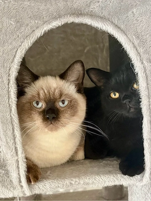 Britisch Kurzhaar Kitten 