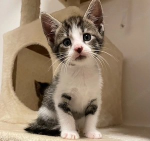 3 Kitten suchen ein neues Zuhause