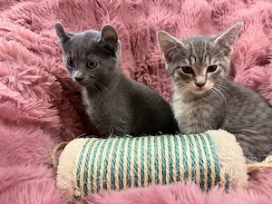 Kitten mischling