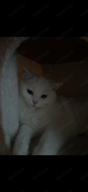 Bkh Katze 