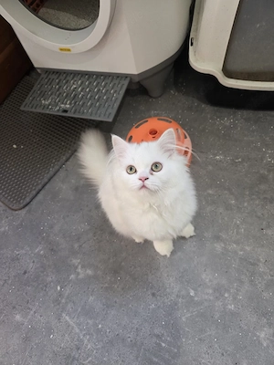 Zauberhafte weiße Katze mit wunderschönen grünen Augen   