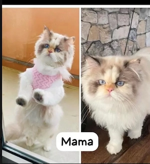  langhaar-kitten , hauskatzen ,  Ragdoll-kitten
