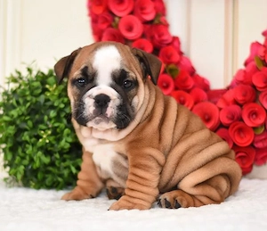 Wunderschöne englische Bulldoggenwelpen! 