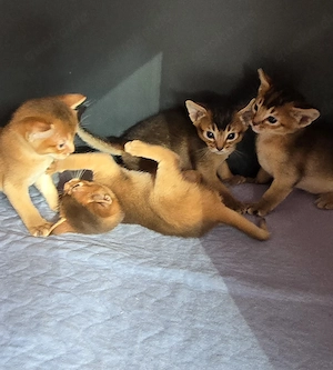 Abessinier Kitten 