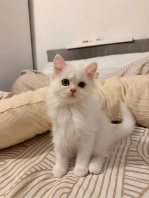 perser kitten mädchen suchen zuhause 